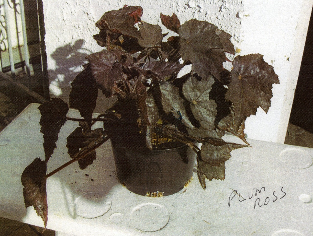 B. ‘Plum Ross’